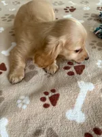 AKC-GOLDIE CREAM LONG HAIRED, a female Miniature Dachshund for sale in Gordonville, TX – 3 of 4