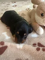 CKC-BOOMER B&T Long Haired, a male Miniature Dachshund for sale in Gordonville, TX – Photo 3 of 4