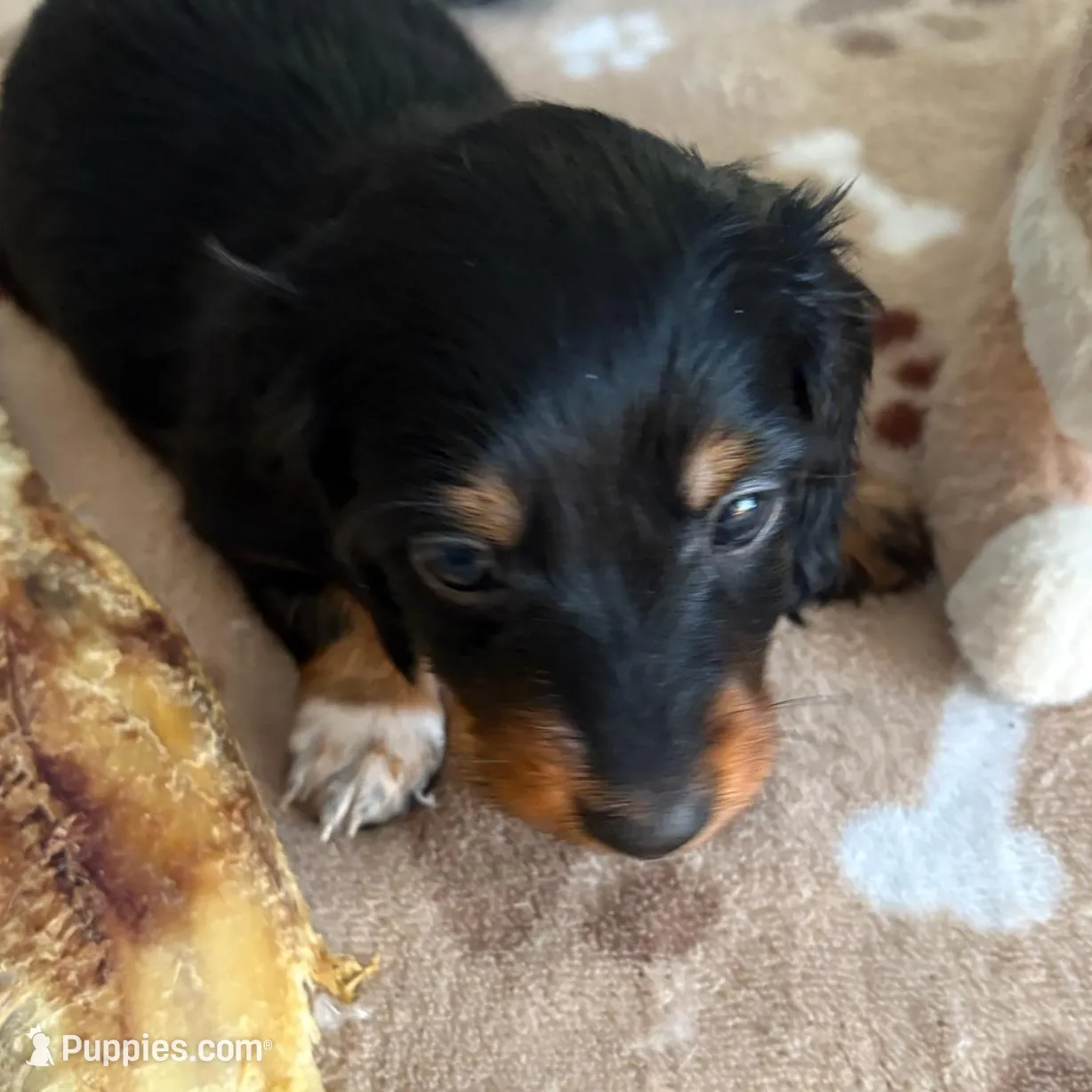 CKC-BOOMER B&T Long Haired