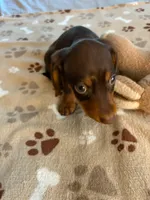 CKC REG Chocolate & Tan "REX", a male Miniature Dachshund for sale in Gordonville, TX – 4 of 4