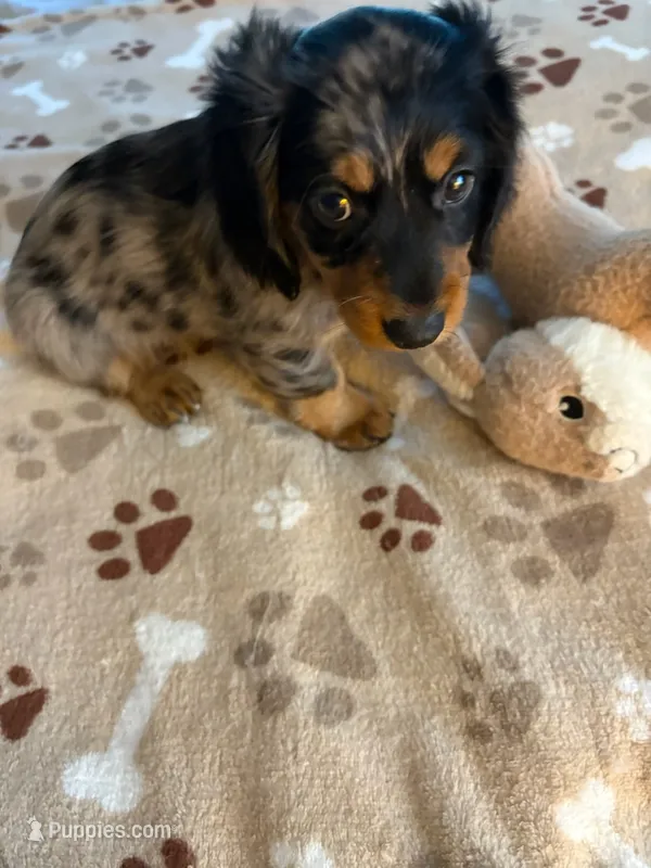 CKC REG SILVER DAPPLE "JET" – Miniature Dachshund puppy for sale in Gordonville, TX