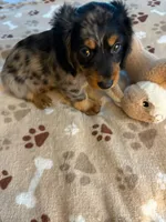 CKC REG SILVER DAPPLE "JET", a male Miniature Dachshund for sale in Gordonville, TX – 1 of 4