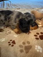 CKC REG SILVER DAPPLE "JET", a male Miniature Dachshund for sale in Gordonville, TX – 3 of 4