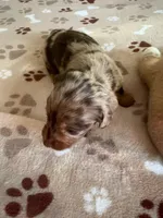 BULLIT, a male Miniature Dachshund for sale in Gordonville, TX – Photo 1 of 2