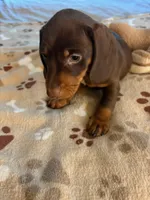 CKC REG Chocolate & Tan "JAX", a male Miniature Dachshund for sale in Gordonville, TX – 2 of 4