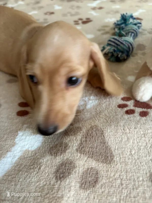 Miniature Dachshund BERNIE  – Dachshund puppy for sale in Gordonville, TX