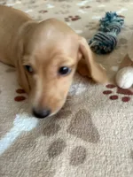 Miniature Dachshund BERNIE , a male Dachshund for sale in Gordonville, TX – 1 of 4