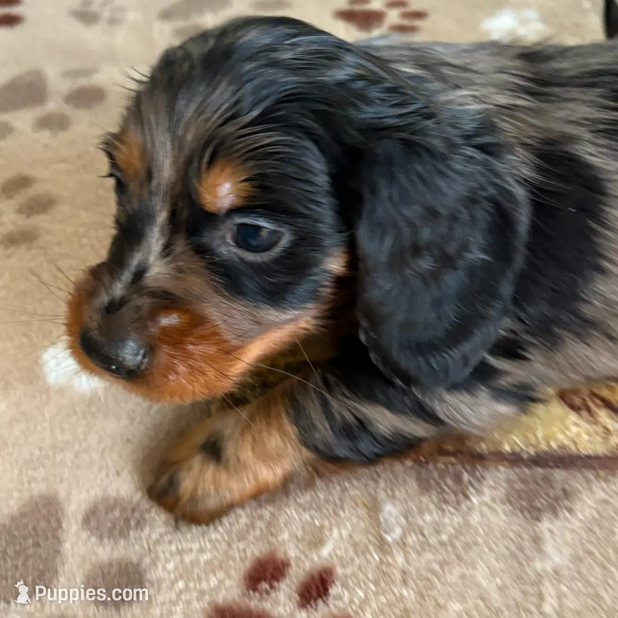 CKC-SPARKY Silver Dapple