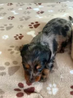 CKC-SPARKY Silver Dapple, a male Dachshund for sale in Gordonville, TX – Photo 3 of 4