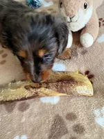 CKC-SPARKY Silver Dapple, a male Dachshund for sale in Gordonville, TX – Photo 4 of 4