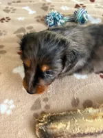CKC-SPARKY Silver Dapple, a male Dachshund for sale in Gordonville, TX – Photo 2 of 4