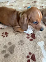 AKC-Mini Red Dapple  SIMON, a male Dachshund for sale in Gordonville, TX – 2 of 5