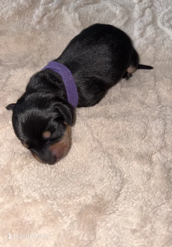 Purple – Dachshund puppy for sale in Rowland Heights, CA