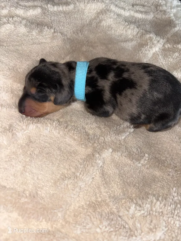 Dapple Boy – Dachshund puppy for sale in Rowland Heights, CA
