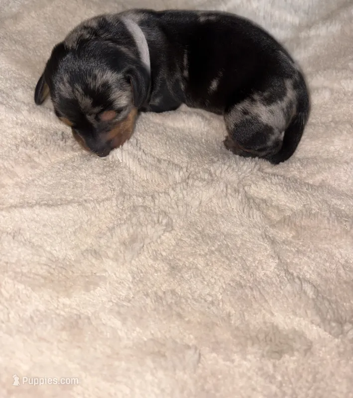 Dapple Girl – Dachshund puppy for sale in Rowland Heights, CA