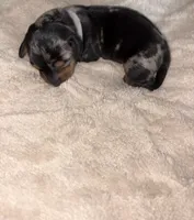Dapple Girl, a female Dachshund for sale in Rowland Heights, CA – 1 of 3