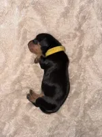 Yellow, a female Dachshund for sale in Rowland Heights, CA – 2 of 2
