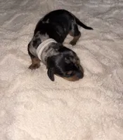 Dapple Girl, a female Dachshund for sale in Rowland Heights, CA – 2 of 3