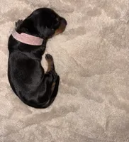 Pink, a female Dachshund for sale in Rowland Heights, CA – 2 of 2
