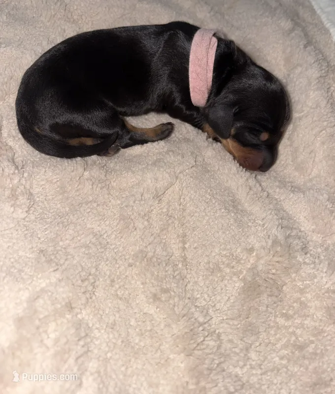 Pink – Dachshund puppy for sale in Rowland Heights, CA