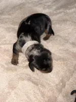 Dapple Girl, a female Dachshund for sale in Rowland Heights, CA – 3 of 3