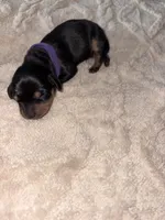 Purple, a female Dachshund for sale in Rowland Heights, CA – 2 of 2