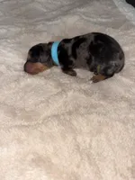 Dapple Boy, a male Dachshund for sale in Rowland Heights, CA – 3 of 3