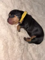 Yellow, a female Dachshund for sale in Rowland Heights, CA – 1 of 2