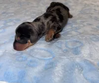 Dapple Boy, a male Dachshund for sale in Rowland Heights, CA – 2 of 3