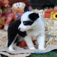 Blaze Yakutian Laika Texas can transport, a male Yakutian Laika for sale in Rockwall, TX – 2 of 2