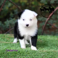 Cadence AKC Female Texas transport available, a female Yakutian Laika for sale in Rockwall, TX – 3 of 3