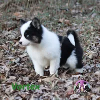 Vortex AKC TX, a male Yakutian Laika for sale in Rockwall, TX – Photo 2 of 6