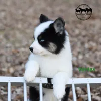 Vortex AKC TX, a male Yakutian Laika for sale in Rockwall, TX – Photo 4 of 6