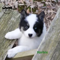 Vortex AKC TX, a male Yakutian Laika for sale in Rockwall, TX – Photo 6 of 6
