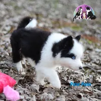 Paw Paw AKC TX, a male Yakutian Laika for sale in Rockwall, TX – Photo 4 of 6