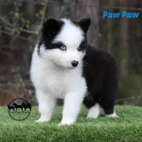 Paw Paw AKC TX, a male Yakutian Laika for sale in Rockwall, TX – Photo 2 of 6