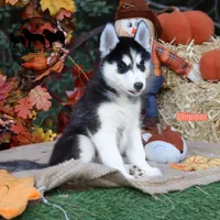 Glimmer AKC can transport, a female Siberian Husky for sale in Rockwall, TX – 1 of 5