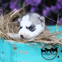 Prue AKC Delivery available, a female Siberian Husky for sale in Rockwall, TX – 2 of 2