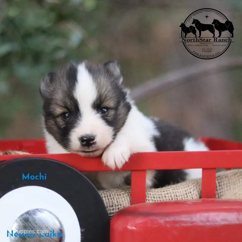 Mochi Nenets Laika AKC FSS can deliver – Yakutian Laika puppy for sale in Rockwall, TX