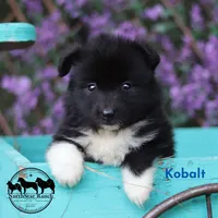 Kobalt - Nenets Laika, a male Yakutian Laika for sale in Rockwall, TX – 2 of 8