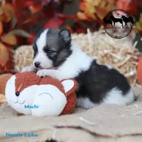 Mochi Nenets Laika AKC FSS can deliver, a male Yakutian Laika for sale in Rockwall, TX – 2 of 2