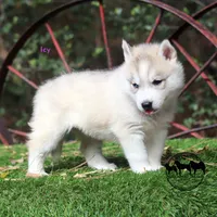 Icy Sweet Beautiful girl in TEXAS, a female Siberian Husky for sale in Rockwall, TX – 3 of 5