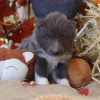 Bourbon Nenets Laika male , a female Yakutian Laika for sale in Rockwall, TX – 3 of 4