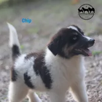 Chip AKC TX, a female Yakutian Laika for sale in Rockwall, TX – 2 of 8