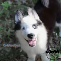 Celebration AKC TX , a male Yakutian Laika for sale in Rockwall, TX – 4 of 4