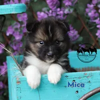 Mica - Nenets Laika Rare Arctic herding dog, a male Yakutian Laika for sale in Rockwall, TX – 3 of 6