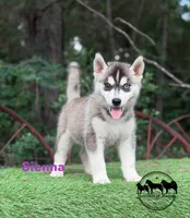 Sienna AKC TX , a female Siberian Husky for sale in Rockwall, TX – 5 of 5