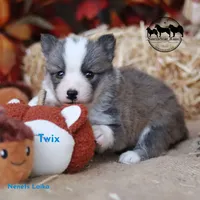Twix AKC FSS Nenets Laika (smaller laika) , a male Yakutian Laika for sale in Rockwall, TX – 2 of 2