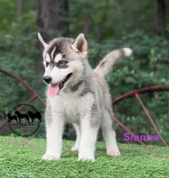 Sienna AKC TX , a female Siberian Husky for sale in Rockwall, TX – 2 of 5