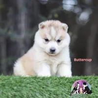 Buttercup, a female Siberian Husky for sale in Rockwall, TX – Photo 2 of 3